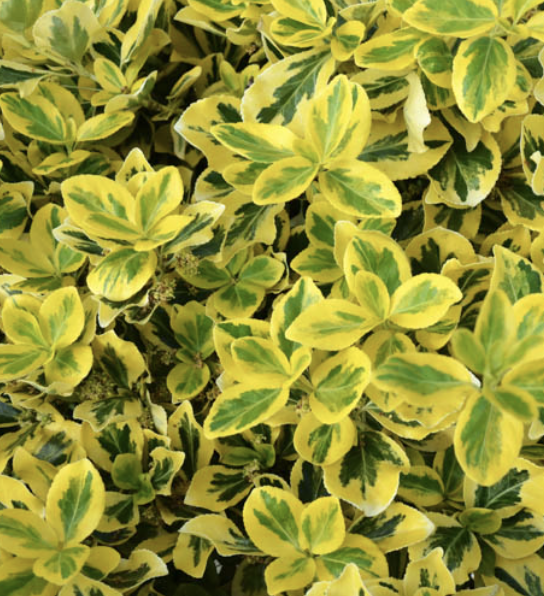 Euonymus ‘Emerald ’n Gold’
