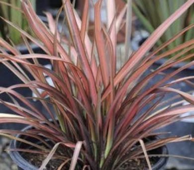 Phormium ‘Pink Panther’