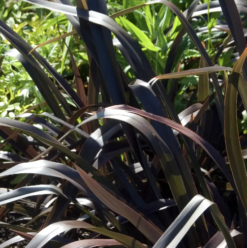 Phormium ‘Platt’s Black’