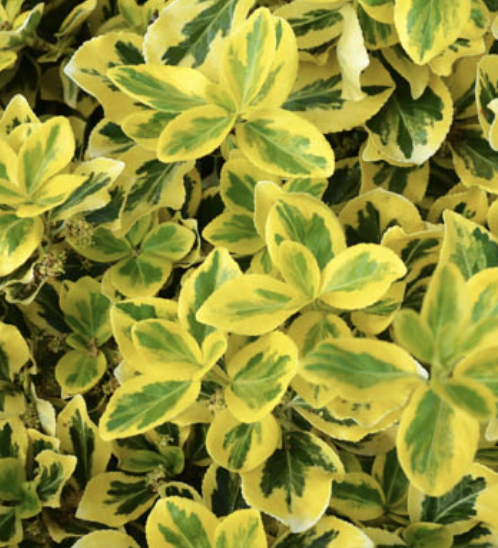 Euonymus fortunei ‘Emerald ‘n’ Gold’