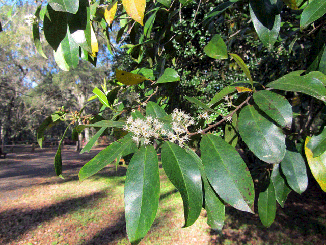 Prunus caroliniana