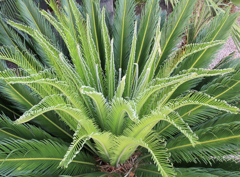 Cycas revoluta (Sago Palm)