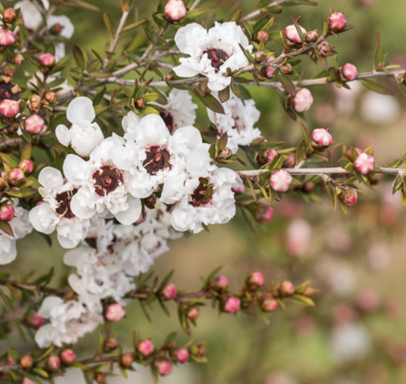 Leptospermum scoparium ‘Snow White’