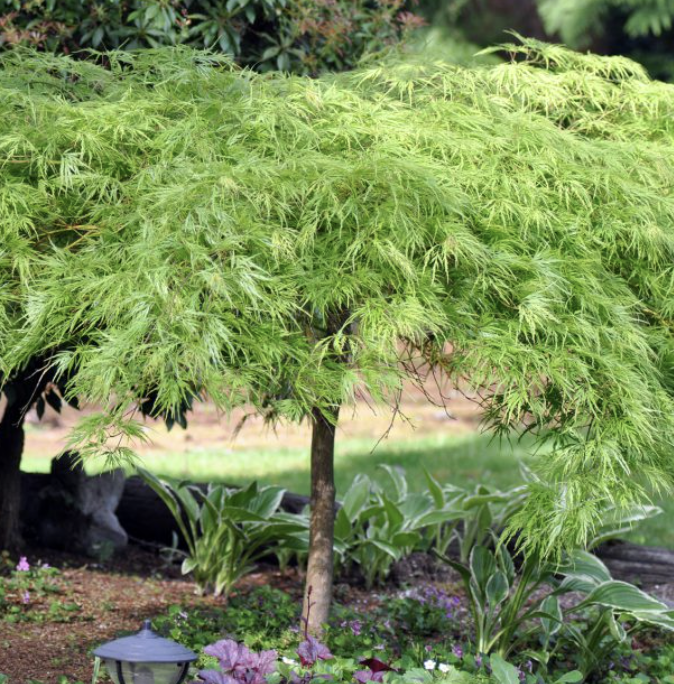 Acer palmatum ‘Viridis’ (Weeping Green Maple)