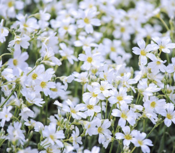Cerastium Tomentosum (Snow-in-Summer)