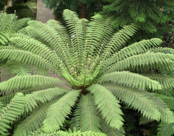 Dicksonia antarctica (Tasmanian Tree Fern)