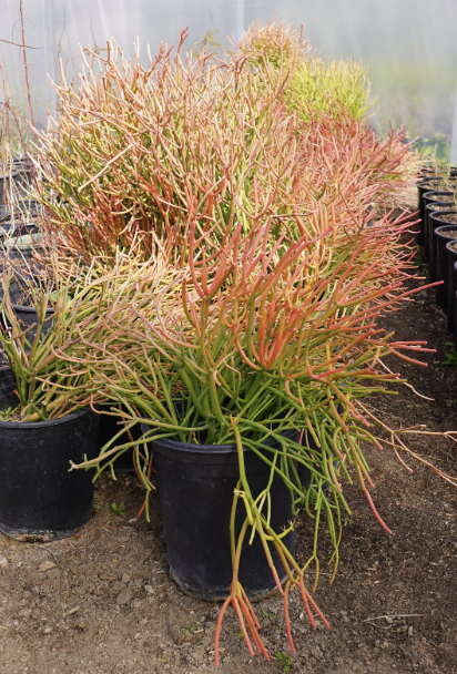 Euphorbia ‘Sticks on Fire’ (Firesticks)