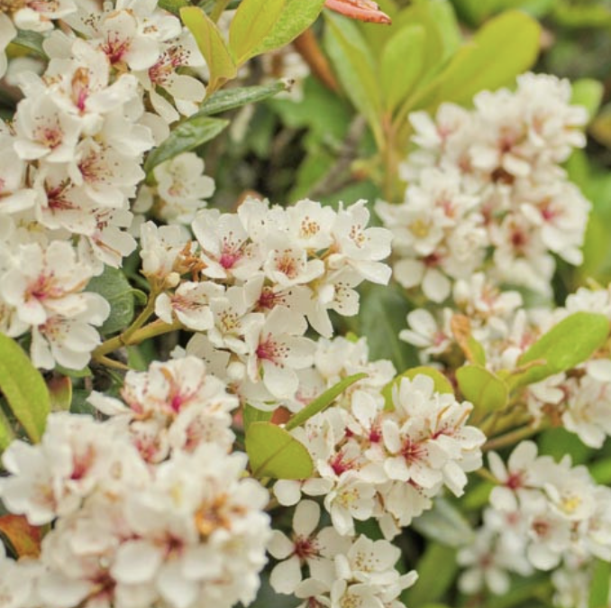 Rhaphiolepis umbellata ‘Minor’ (Dwarf Indian Hawthorn)
