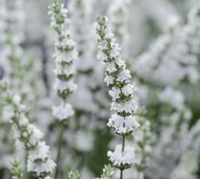 Lavandula I. ‘Edelweiss’ (Lavender)