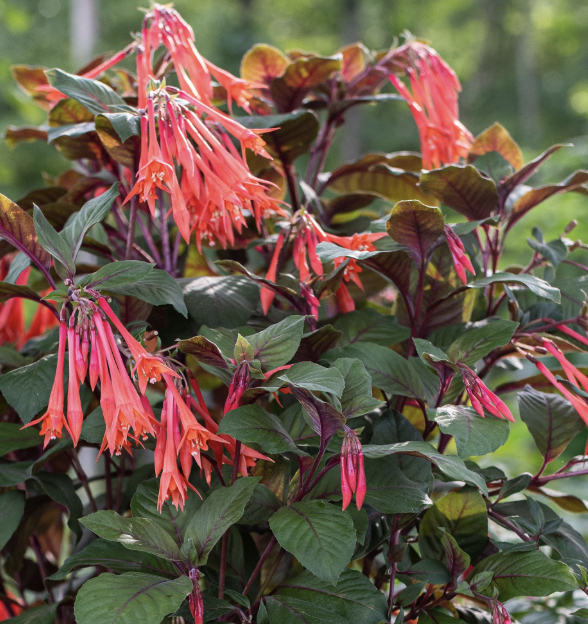 Fuchsia ‘Gartenmeister Bonstedt’