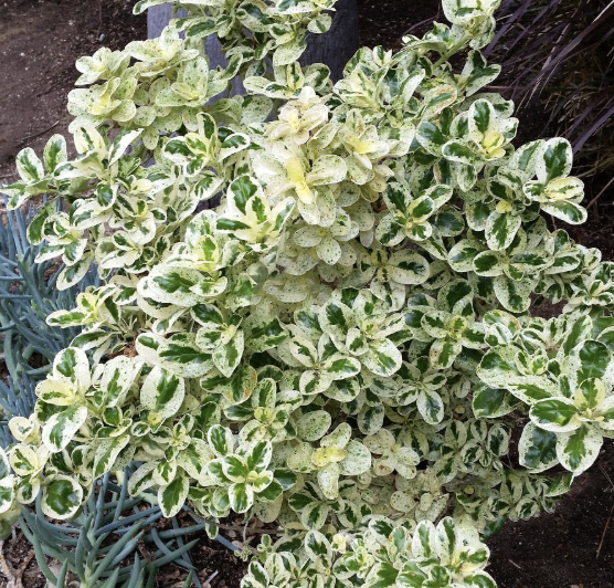 Coprosma ‘Marble Queen’