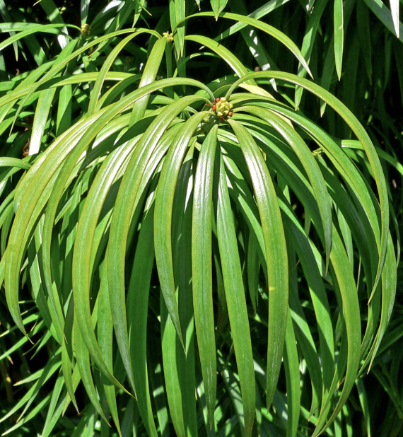 Podocarpus henkelii