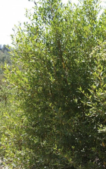 Rhamnus alaternus ‘John Edwards’ (Italian Buckthorn)