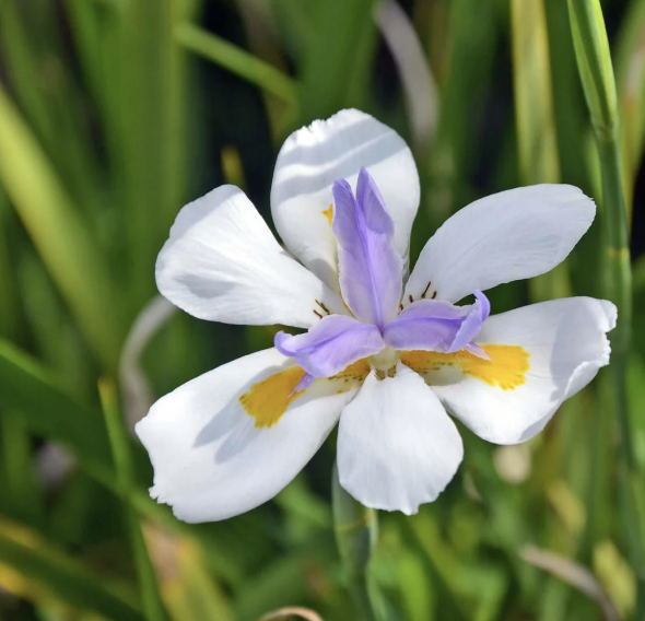 Dietes vegeta (Fortnight Lily)