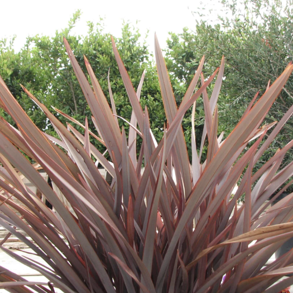Phormium ‘Amazing Red’ (New Zealand Flax)