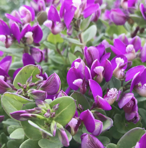 Polygala ‘Petite Butterflies’ (Sweet Pea Shrub)