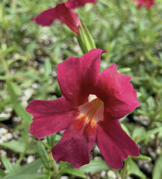 Mimulus ‘Jelly Bean Red’ (Monkey Flower)