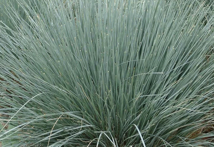 Helictotrichon Sempervirens (Blue Oat Grass)