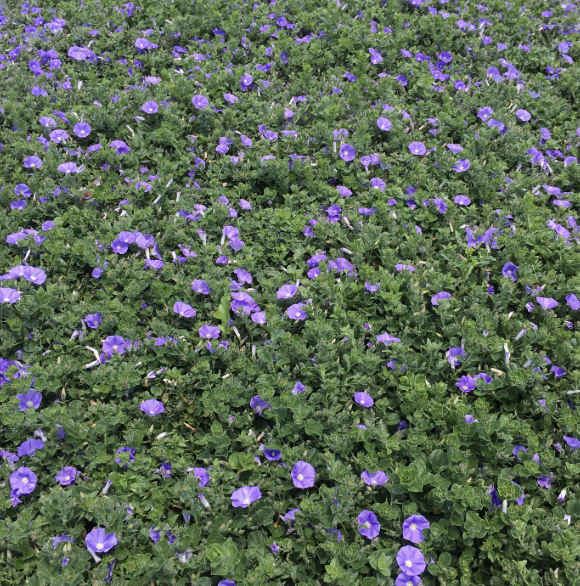 Convolvulus Mauritanicus (Ground Morning Glory)