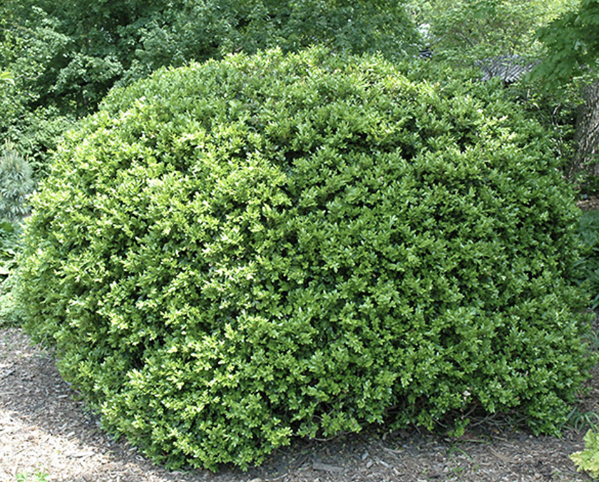 Buxus japonica (Japanese Boxwood)