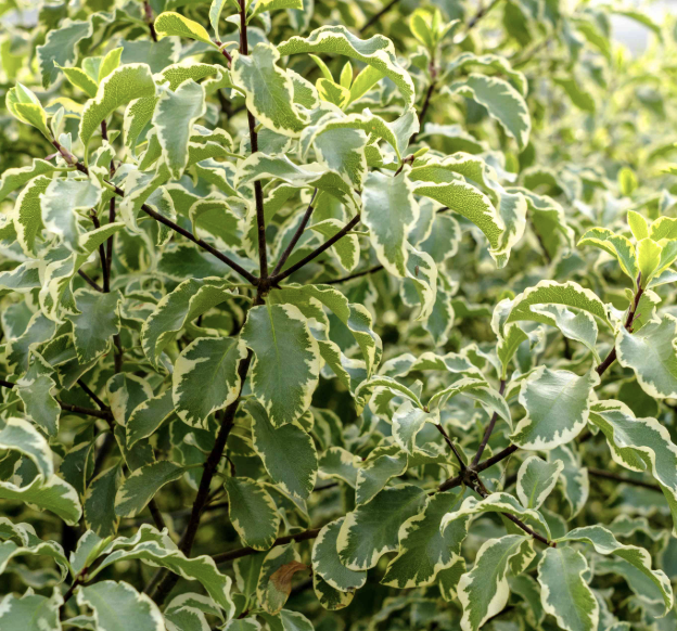 Pittosporum tenuifolium