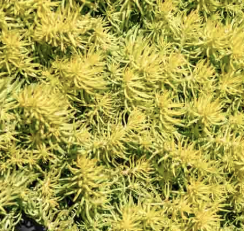 Sedum rupestre ‘Angelina’ (Stonecrop)
