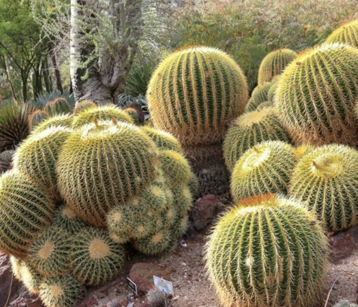 Echinocactus grusonii (Golden Barrel Cactus)