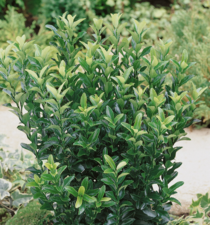 Euonymus japonicus ‘Green Spire’