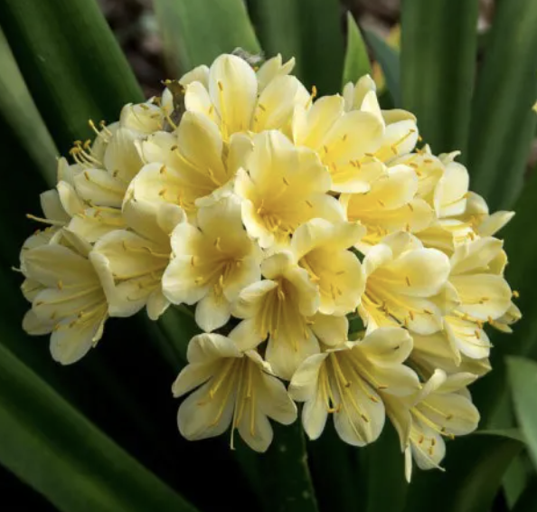 Clivia miniata Hybrid ‘Yellow’ (Clivia)