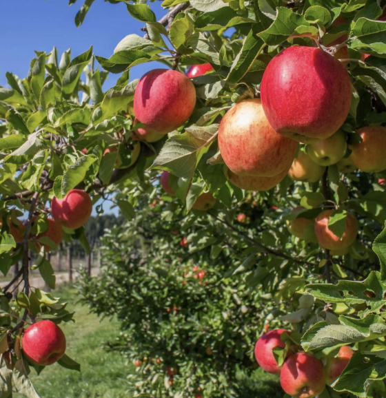 Malus domestica ‘Anna’ (Apple)