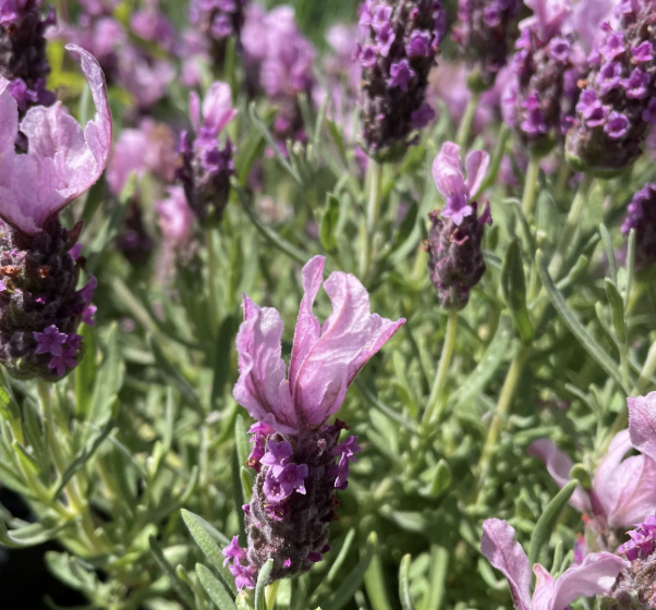 Lavandula S. ‘Madrid Rose’ (Spanish Lavender)