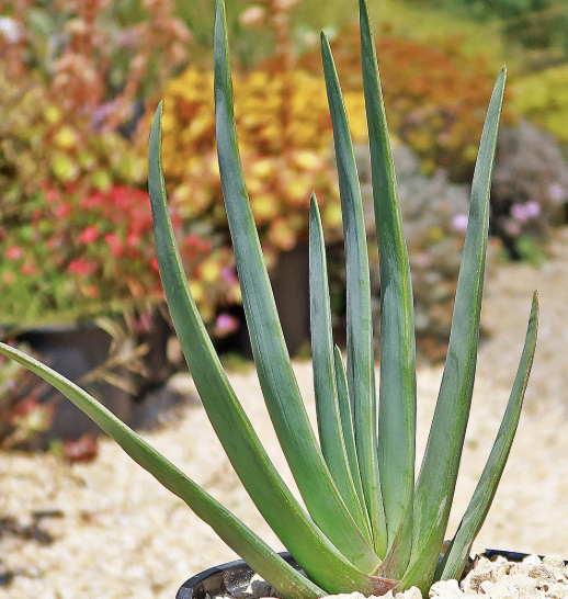 Aloe plicatilis (Fan Aloe)