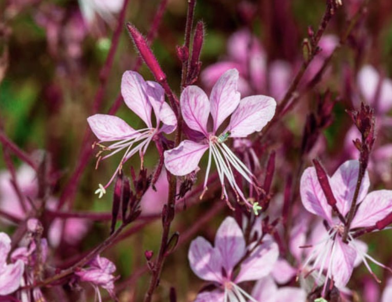Gaura ‘Siskiyou Pink’ (Beeblossom)