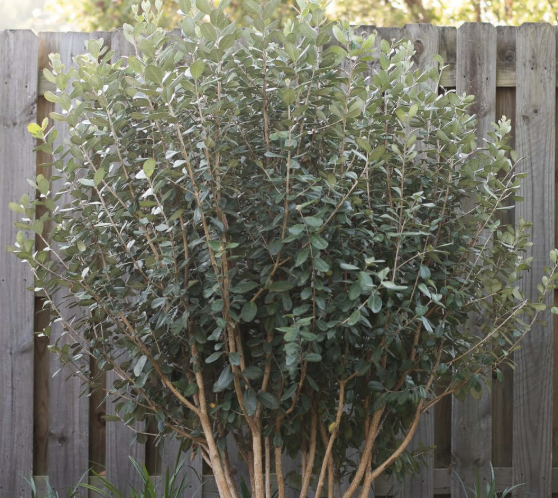 Feijoa sellowiana (Pineapple Guava)