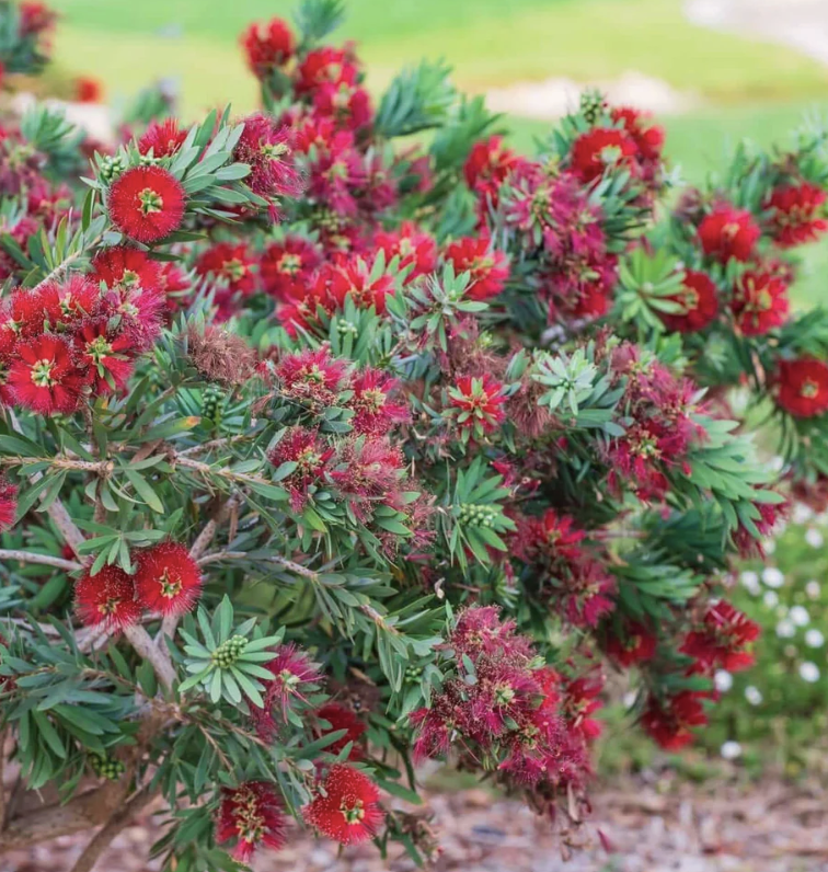 Callistemon viminalis ‘Little John’ (Dwarf Bottlebrush)