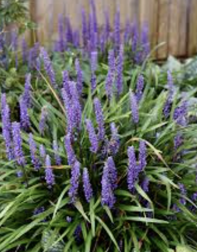 Liriope M. ‘Big Blue’ (Lilyturf)