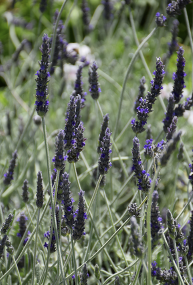 Lavandula ‘Goodwin Creek Grey’ (Lavender)