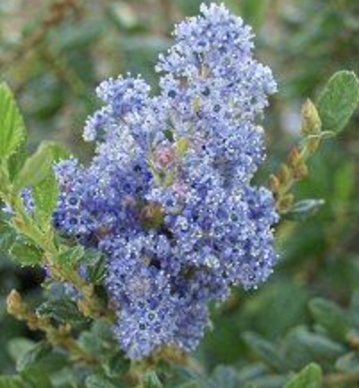 Ceanothus ‘Ray Hartman’ (Standard)