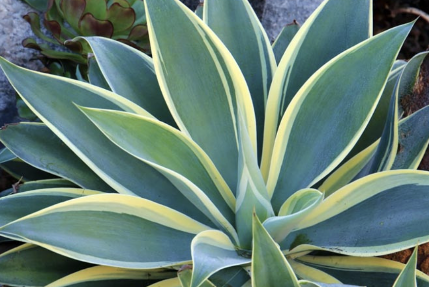 Agave attenuata ‘Ray of Light’