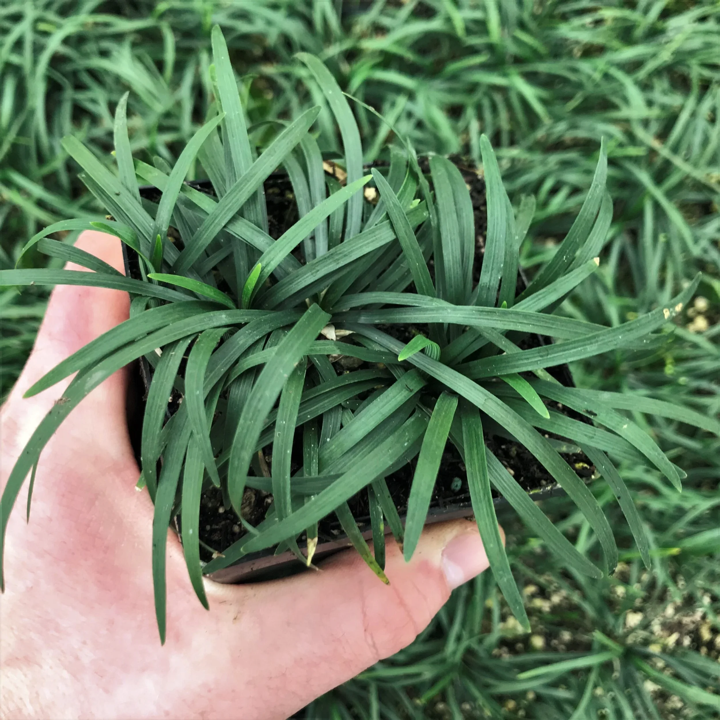 Ophiopogon Japonicus ‘Nana’ (Dwarf Mondo Grass)