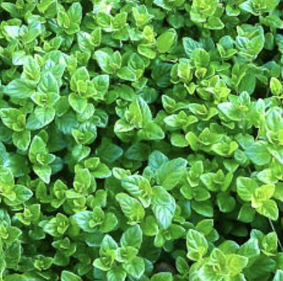 Satureja douglasii (Yerba Buena)