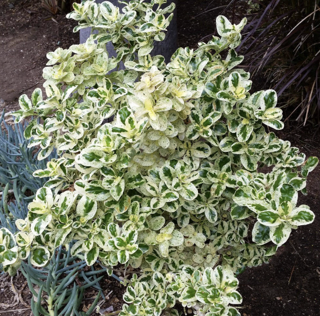 Coprosma ‘Marble Queen’ (Mirror Bush)