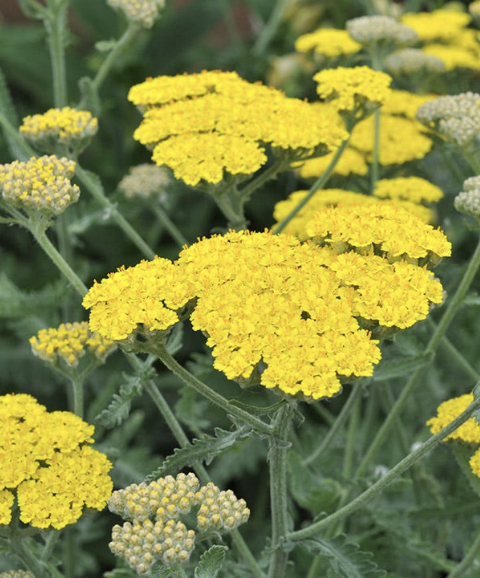 Achillea M. ‘Moonshine’ (Yarrow)