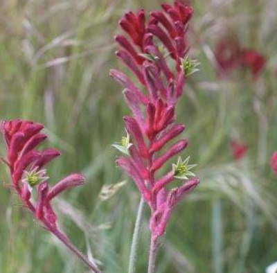 Anigozanthos ‘Ruby Velvet’