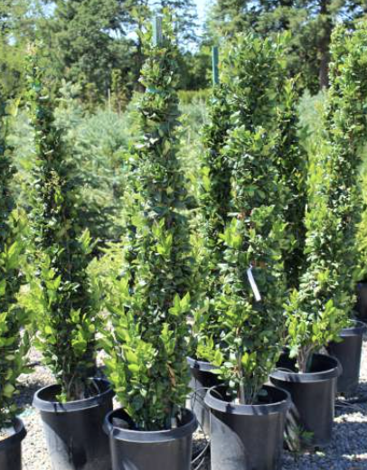 Ligustrum japonicum ‘Texanum’ (Columnar Form)