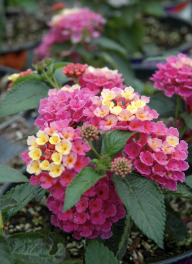 Lantana ‘Bandana Pink’