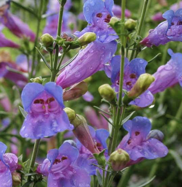 Penstemon ‘Margarita BOP’ (Beardtongue)