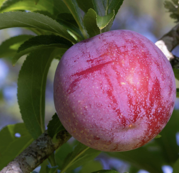 Prunus salicina ‘Santa Rosa’ (Plum)