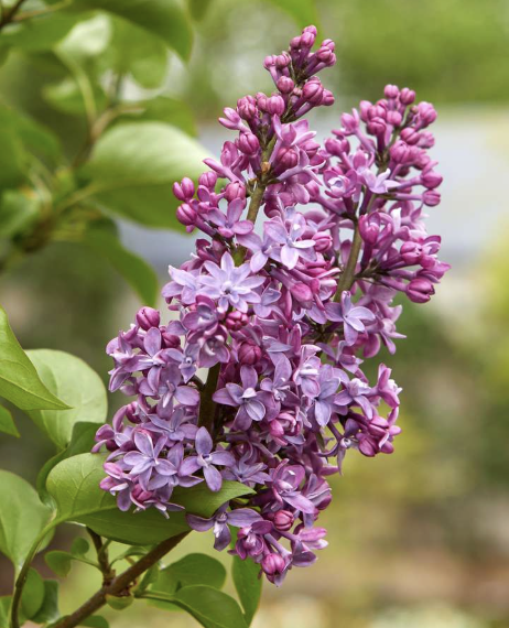 Syringa vulgaris (Common Lilac)