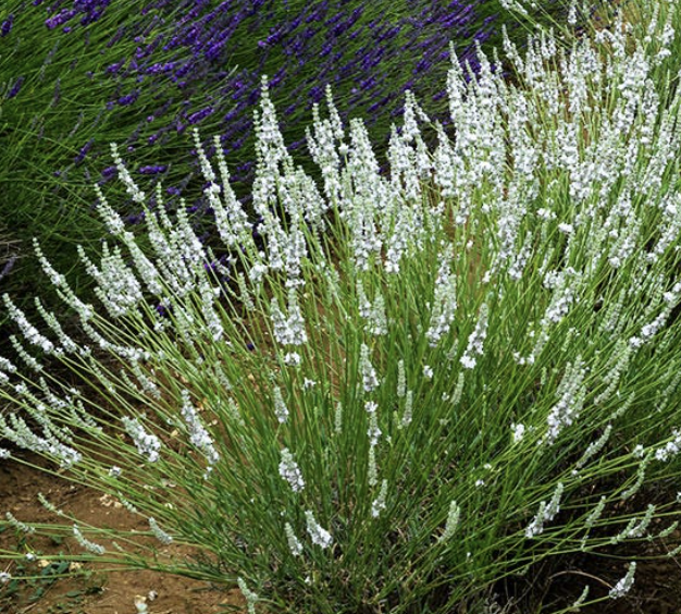 Lavandula × intermedia ‘Edelweiss’ (White Lavender)